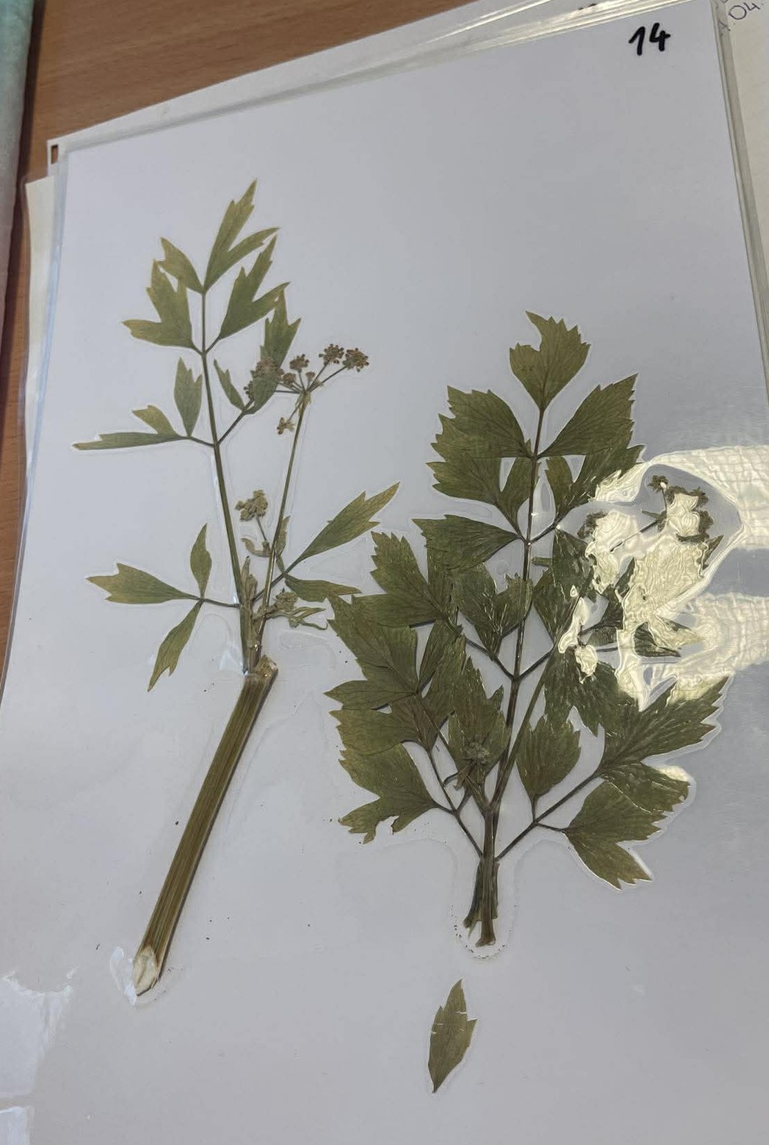 Rastlina Levisticum officinale